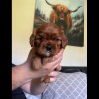 Cavalier King Charles Spaniel