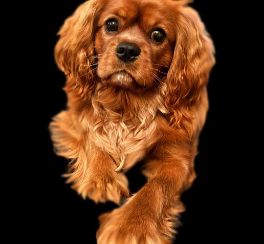 Cavalier King Charles Spaniel