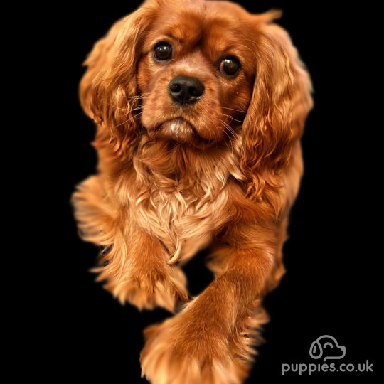 Cavalier King Charles Spaniel