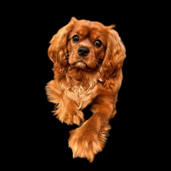 Cavalier King Charles Spaniel