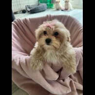 Maltipoo - Dogs