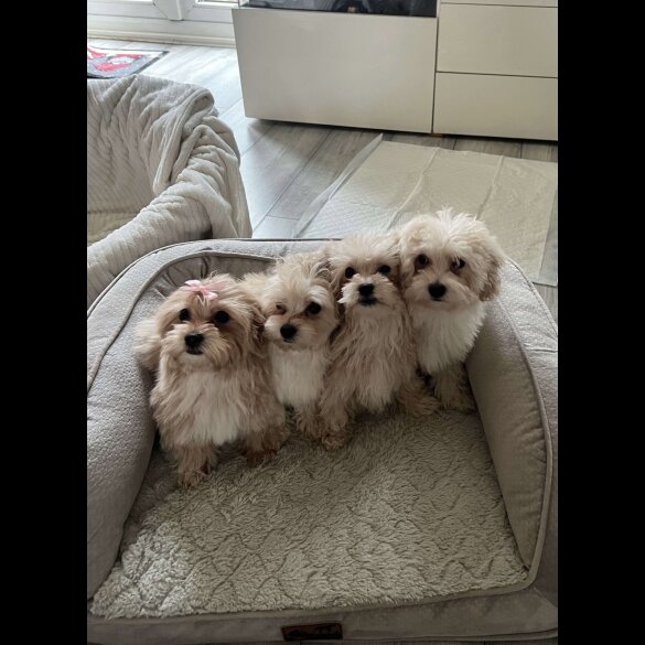 Maltipoo - Dogs