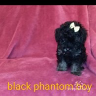 Toy Poodle - Both