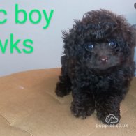 Toy Poodle - Both