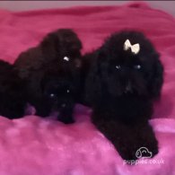 Toy Poodle - Both