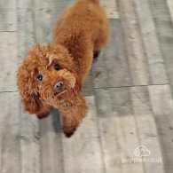 Toy Poodle