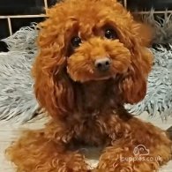 Toy Poodle