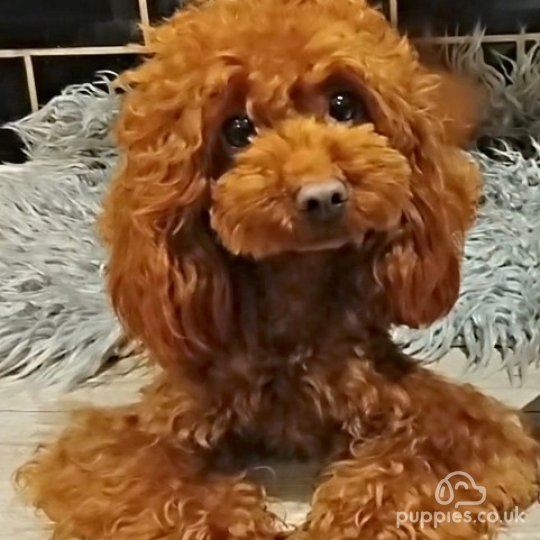 Toy Poodle