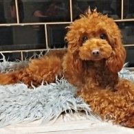 Toy Poodle