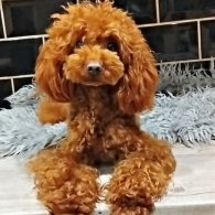 Toy Poodle