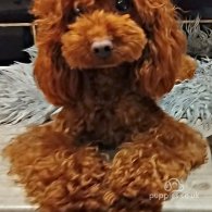 Toy Poodle