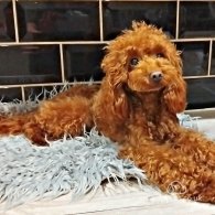 Toy Poodle