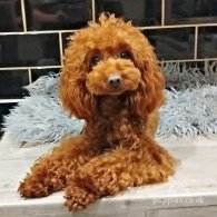 Toy Poodle