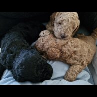 Toy Poodle - Dogs