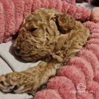 Toy Poodle - Dogs