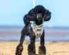 Toy Poodle
