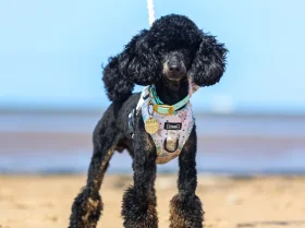 Toy Poodle
