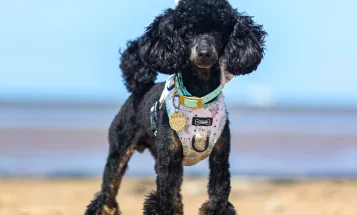 Toy Poodle