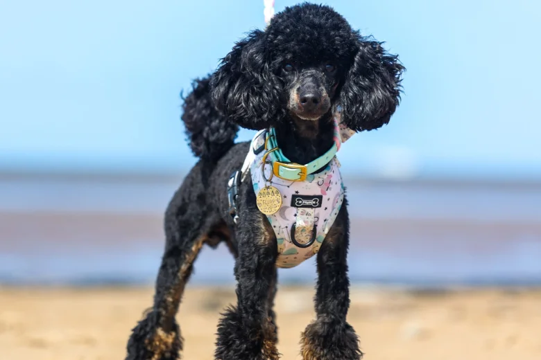 Toy Poodle