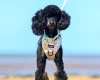 Toy Poodle