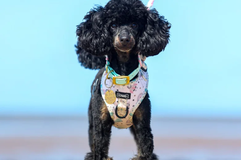 Toy Poodle