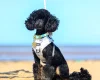 Toy Poodle