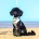Toy Poodle