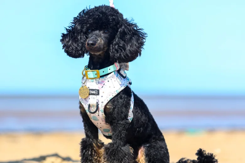 Toy Poodle