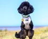 Toy Poodle
