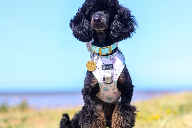 Toy Poodle