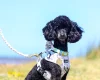 Toy Poodle