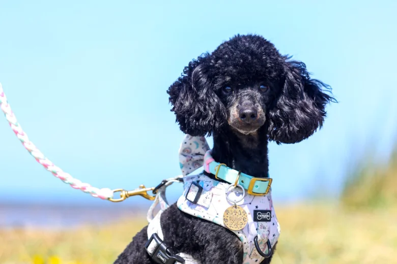 Toy Poodle
