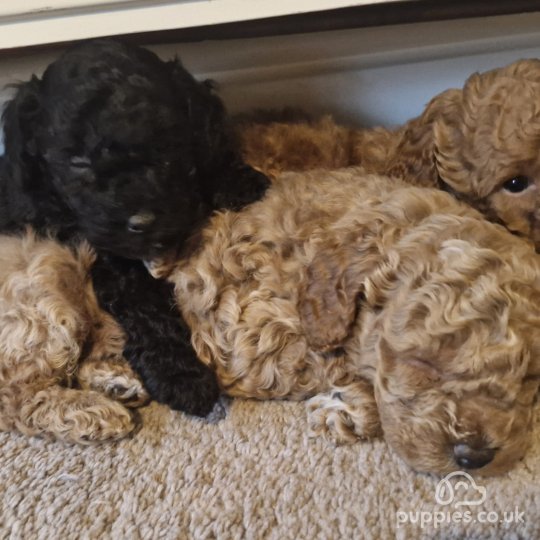 Toy Poodle - Dogs