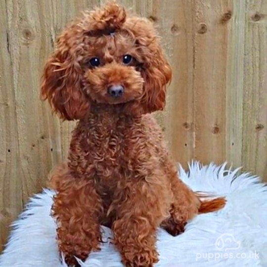 Toy Poodle