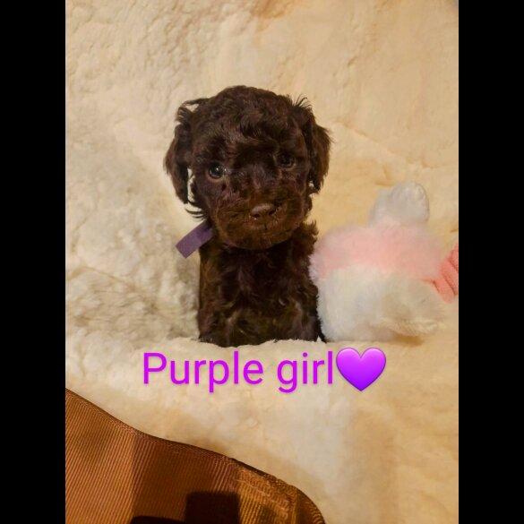 Toy Poodle - Both