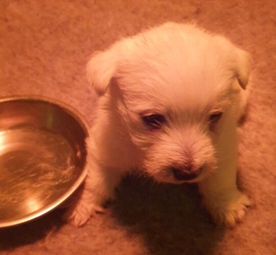 West Highland White Terrier