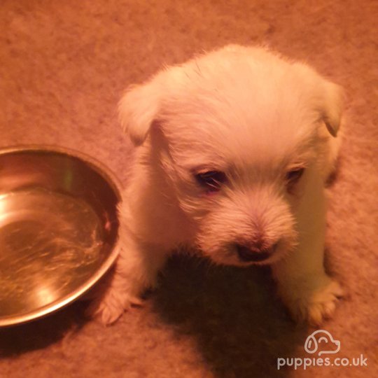 West Highland White Terrier - Both