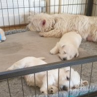 West Highland White Terrier - Both