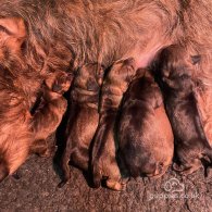 Dachshund (Standard & Miniature) - Both