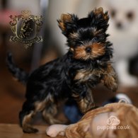 Yorkshire Terrier - Bitches