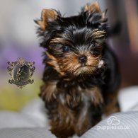 Yorkshire Terrier - Bitches