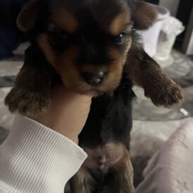 Yorkshire Terrier