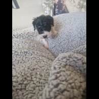 Cockapoo