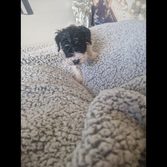 Cockapoo
