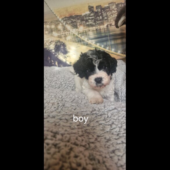 Cockapoo