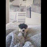 Cockapoo