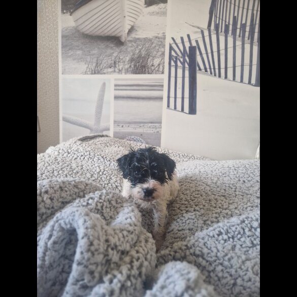 Cockapoo