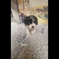 Cockapoo