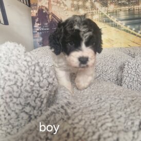 Cockapoo