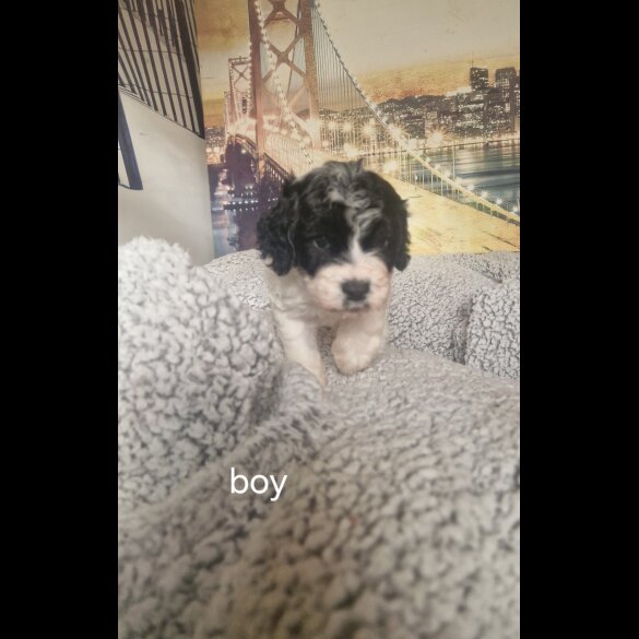 Cockapoo